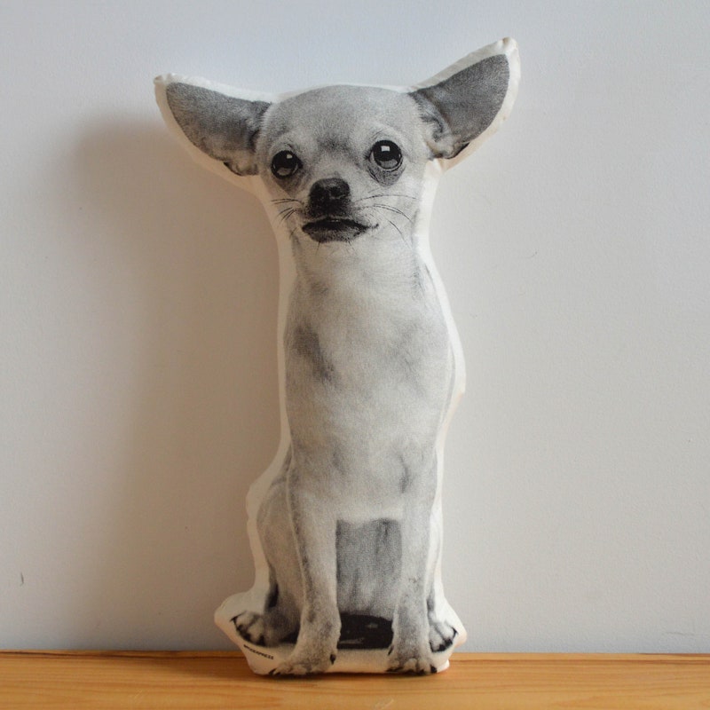 Premium AI Image | realistic photography of chihuahua dog