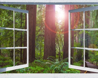Wall mural open window, self adhesive, forest window view-3 sizes available-California Redwoods- Muir Woods