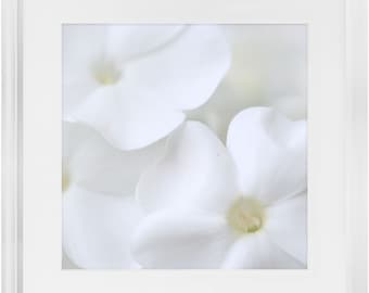 Framed Print - White Phlox - Ready To Hang, Matted And Framed Art Print