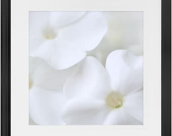 White Phlox Framed Art Print - Ready To Hang Floral Wall Decor