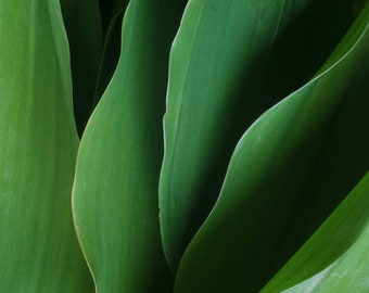 Lily of the Valley Leaves Abstract - color photo