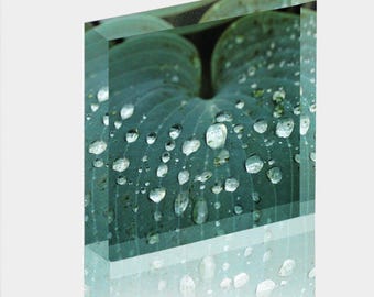 Acrylic Photo Block - Abstract Flora -Blue Hosta Leaf Closeup