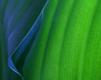 Photo Art by Anna Miller- Canna Leaf Abstract - color photo