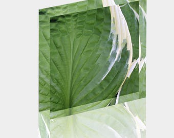 Acrylic Photo Block - Abstract Flora - Hosta Leaf Closeup