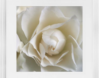 Framed Print - White Rose - Ready To Hang, Matted And Framed Art Print