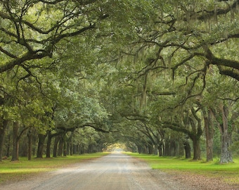 Photo Art by Anna Miller- Live Oak Alley- Wormsloe Plantation - Savannah, Georgia