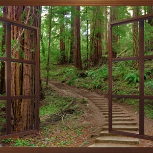 Wall mural window, self adhesive, forest window view-brown open window-California Redwoods- Muir Woods Steps-perfect gift