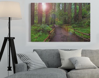 Muir Woods, California - Canvas Wall Art by Anna Miller