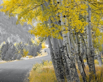 Photo Art by Anna Miller- Colorado Aspens - selective color photo