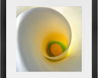 Framed Print - White Calla Lilly - Ready To Hang Art