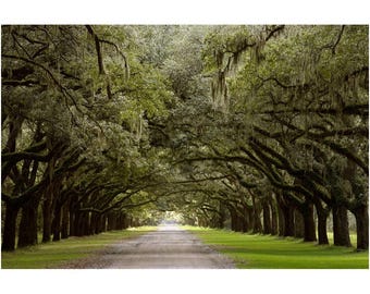 Archival Print - Wormsloe Plantation Live Oak Alley, Savannah, Georgia, Usa