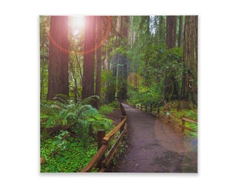Canvas Tile - 8x8 - Muir Woods, California