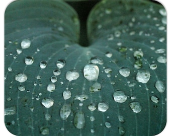 Mousepad - Closeup Of Dew On A Hosta Leaf