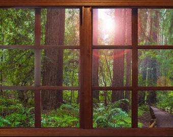 Wall mural window, self adhesive, forest window view-4 sizes available-California Redwoods- Muir Woods