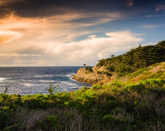 Photo Art by Anna Miller- Point Lobos, Big Sur, California