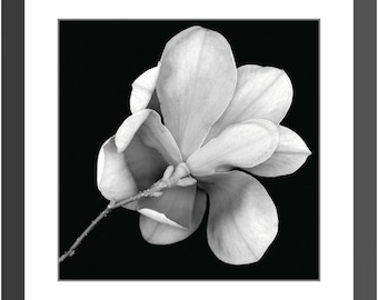 Framed Print - Magnolia In Black And White - Ready To Hang Art
