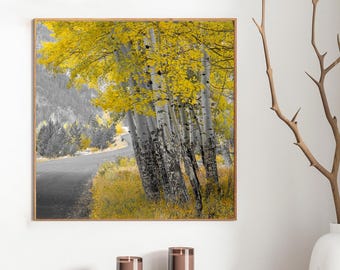 Photo Art by Anna Miller- Colorado Aspens - selective color photo