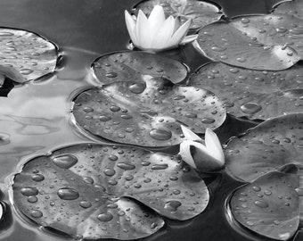 Photo Art by Anna Miller- Waterlilies - black and white photo