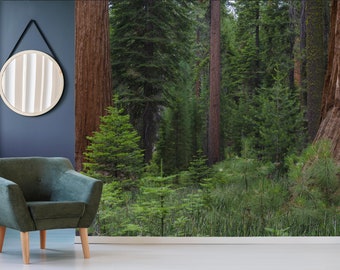 Wallpaper, self adhesive, Mariposa Grove, Yosemite, California/ Peel and Stick Wallpaper/ Photo Mural