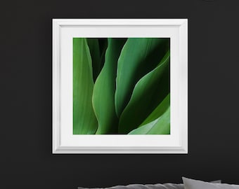 Lily of the Valley Leaves Abstract - color photo