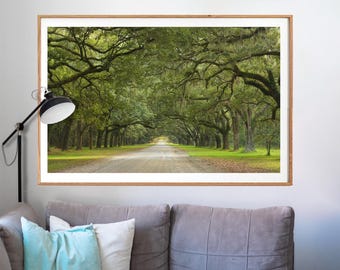 Photo Art by Anna Miller- Live Oak Alley- Wormsloe Plantation - Savannah, Georgia