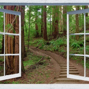Ventana mural de pared, autoadhesivo, vista de ventana de bosque-4 tamaños disponibles-California Redwoods- Muir Woods Steps-regalo perfecto