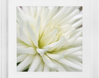 Framed Print - White Dahlia - Ready To Hang, Matted And Framed Art Print