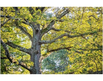 Archival Print - Tree Trunk And Spring Leaves, Indiana, Usa