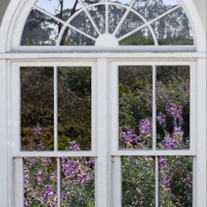 Wall mural window, self adhesive, View of  Cypress Trees, San Francisco - window view-large 24x36