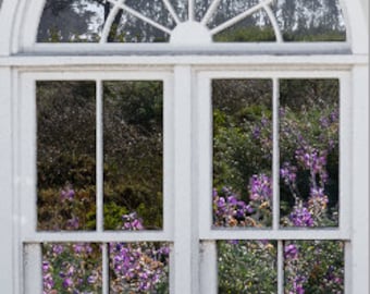 Wall mural window, self adhesive, View of  Cypress Trees, San Francisco - window view-large 24x36