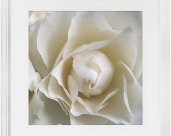 White Rose Framed Art Print – Ready To Hang, Matted