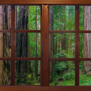 Wall mural window, self adhesive, forest window view- Muir Woods - Redwood Trunks-perfect gift