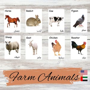 Schede didattiche bilingue sugli animali della fattoria Montessori in inglese e arabo per la scuola materna Woldorf e Montessori Schede illustrate realistiche con parole
