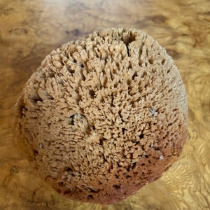 SEA SPONGE 1pc, 4-5 Luxury Natural Bathing or Cosmetic Sea Sponge,  Sustainably Harvested, Two Wild Hares