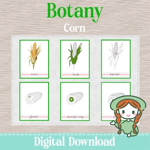 PARTS of the CORN - 3 Part Nomenclature Cards - Montessori Botany Science