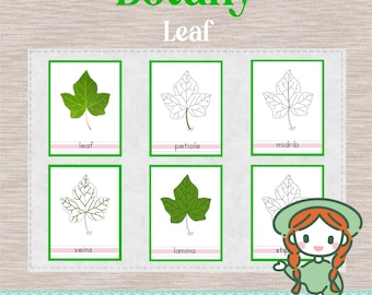 PARTES DE LA HOJA - Tarjetas de nomenclatura de 3 partes - Ciencias Botánicas Montessori