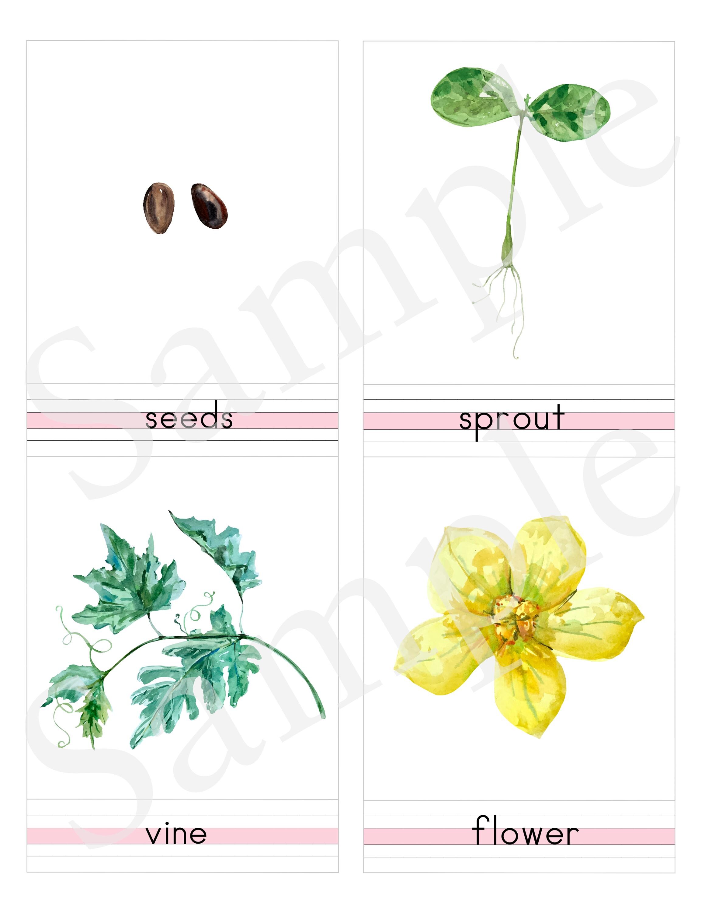 WATERMELON Life Cycle - 3 Part Nomenclature Cards - Montessori Botany ...
