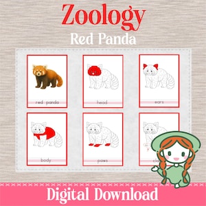 May include: A digital download educational resource about red pandas, with illustrations of a red panda and its parts. The set includes labels such as "red panda", "head", "ears", "body", and "paws". The text "Digital Download" is also visible.