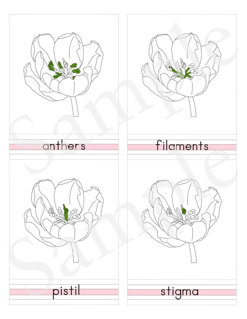 PARTS of the TULIP - 3 Part Nomenclature Cards - Montessori Botany ...