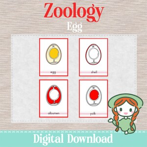 PARTS of the EGG - 3-delige nomenclatuurkaarten - Montessori, zoölogie