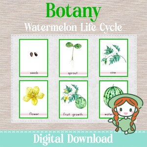 WATERMELON Life Cycle - 3 Part Nomenclature Cards - Montessori Botany Science