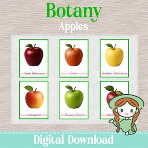 APPLE TYPES - 3 Part Nomenclature Cards - Montessori Botany Science