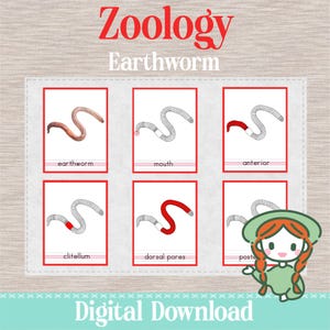 May include: Educational digital download featuring six flashcards with earthworm anatomy diagrams. Each card has a labeled illustration of an earthworm part, including "earthworm," "mouth," "anterior," "clitellum," "dorsal pores," and "posterior."