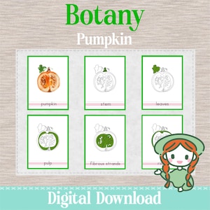 PARTS of the PUMPKIN - 3 Part Nomenclature Cards - Montessori Botany Science