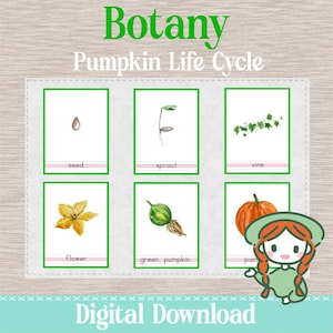 PUMPKIN Life Cycle - 3 Part Nomenclature Cards - Montessori Botany Science