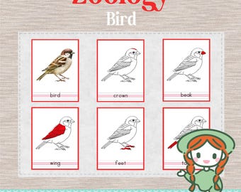 PARTS of the BIRD - 3 Part Nomenclature Cards - Montessori Zoology Science