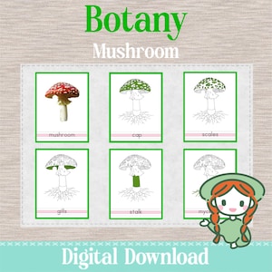 PARTS of the MUSHROOM - 3 Part Nomenclature Cards - Montessori Botany Science