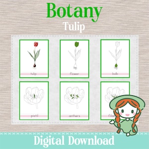 Può includere: Un download digitale con illustrazioni botaniche di tulipani. L'immagine include sei schede con diagrammi etichettati di un tulipano, fiore, bulbo, pistillo, antere e filamento. Le parole "Botany" e "Tulip" sono in alto, con "Digital Download" in basso.
