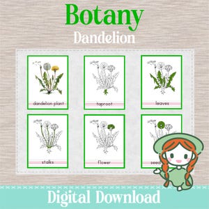 Pode incluir: Um download digital com seis cartões ilustrados, cada um com uma borda verde, mostrando partes de um dente-de-leão. Os cartões são rotulados: planta de dente-de-leão, raiz principal, folhas, caules, flor e semente. As palavras "Botânica" e "Dente-de-leão" estão no topo.