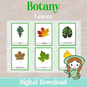 Types of LEAVES - 3 Part Nomenclature Cards - Montessori Botany Science